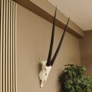 Oryx (Oryx gazella) Horn length 88 cm Antelope Spear buck Africa Skull trophy 88.3.104
