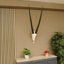 Oryx (Oryx gazella) Horn length 88 cm Antelope Spear buck Africa Skull trophy 88.3.104