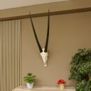 Oryx (Oryx gazella) Horn length 88 cm Antelope Spear buck Africa Skull trophy 88.3.104