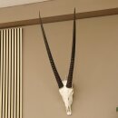 Oryx (Oryx gazella) Horn length 88 cm Antelope Spear buck Africa Skull trophy 88.3.104