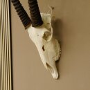 Oryx (Oryx gazella) Horn length 88 cm Antelope Spear buck Africa Skull trophy 88.3.104