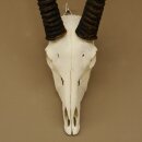 Oryx (Oryx gazella) Horn length 88 cm Antelope Spear buck Africa Skull trophy 88.3.104