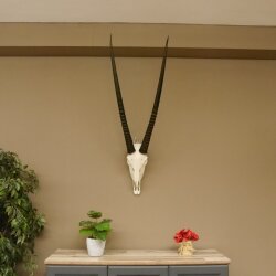 Oryx (Oryx gazella) Horn length 88 cm Antelope Spear buck Africa Skull trophy 88.3.104