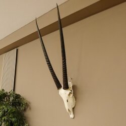Oryx (Oryx gazella) Horn length 88 cm Antelope Spear buck Africa Skull trophy 88.3.104