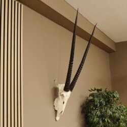 Oryx (Oryx gazella) Horn length 88 cm Antelope Spear buck Africa Skull trophy 88.3.104