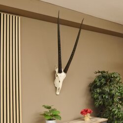Oryx (Oryx gazella) Horn length 88 cm Antelope Spear buck Africa Skull trophy 88.3.104
