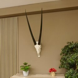 Oryx (Oryx gazella) Horn length 88 cm Antelope Spear buck Africa Skull trophy 88.3.104