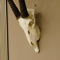 Oryx (Oryx gazella) Horn length 88 cm Antelope Spear buck Africa Skull trophy 88.3.104