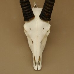 Oryx (Oryx gazella) Horn length 88 cm Antelope Spear buck Africa Skull trophy 88.3.104