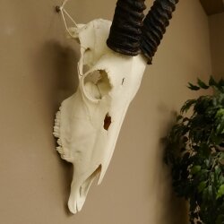 Oryx (Oryx gazella) Horn length 88 cm Antelope Spear buck Africa Skull trophy 88.3.104