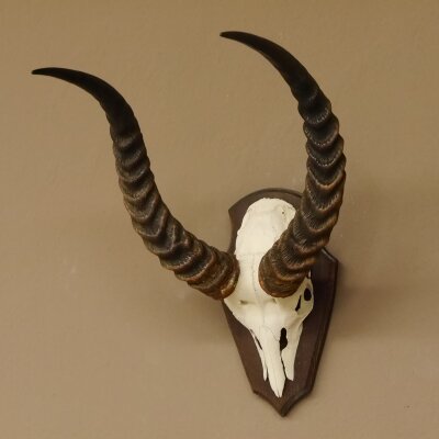 Antelope Waterbuck Skull Trophy HL 46 cm on Trophy Shield Skull