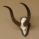 Antelope Waterbuck Skull Trophy HL 46 cm on Trophy Shield Skull