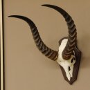 Antelope Waterbuck Skull Trophy HL 46 cm on Trophy Shield Skull