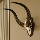 Antelope Waterbuck Skull Trophy HL 46 cm on Trophy Shield Skull