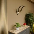 Antelope Waterbuck Skull Trophy HL 46 cm on Trophy Shield Skull