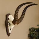 Antelope Waterbuck Skull Trophy HL 46 cm on Trophy Shield Skull