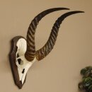 Antelope Waterbuck Skull Trophy HL 46 cm on Trophy Shield Skull