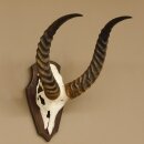 Antelope Waterbuck Skull Trophy HL 46 cm on Trophy Shield Skull