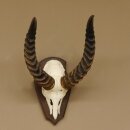 Antelope Waterbuck Skull Trophy HL 46 cm on Trophy Shield Skull
