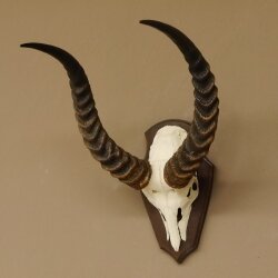 Antelope Waterbuck Skull Trophy HL 46 cm on Trophy Shield Skull