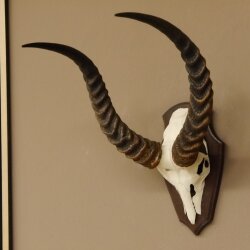 Antelope Waterbuck Skull Trophy HL 46 cm on Trophy Shield Skull