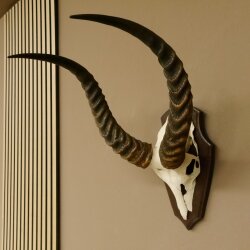 Antelope Waterbuck Skull Trophy HL 46 cm on Trophy Shield Skull