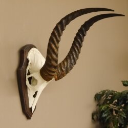 Antelope Waterbuck Skull Trophy HL 46 cm on Trophy Shield Skull