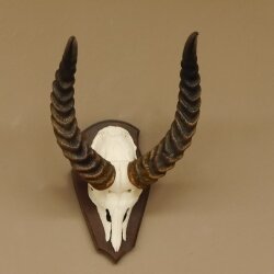 Antelope Waterbuck Skull Trophy HL 46 cm on Trophy Shield Skull