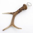 Flaschenöffner Rehstange Öffner Reh Geweih Stange Horn Abwurfstange Länge 26 cm 27.1.464