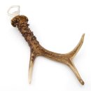 Flaschenöffner Rehstange Öffner Reh Geweih Stange Horn Abwurfstange Länge 26 cm 27.1.464