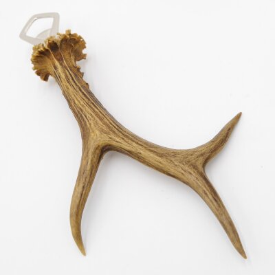 Flaschenöffner Rehstange Öffner Reh Geweih Stange Horn Abwurfstange Länge 27 cm 27.1.468