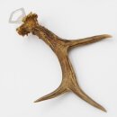 Flaschenöffner Rehstange Öffner Reh Geweih Stange Horn Abwurfstange Länge 27 cm 27.1.468