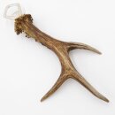 Apribottiglie con corna di capriolo Apribottiglie con corna di capriolo Lunghezza 27 cm 27.1.470