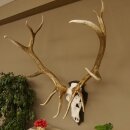 Maral Hirsch Wapiti ung. 14 ender Geweih Höhe 136 cm geschnitztem Trophäenschild 70.2.7