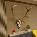 Maral Hirsch Wapiti ung. 14 ender Geweih Höhe 136 cm geschnitztem Trophäenschild 70.2.7
