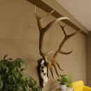Maral Hirsch Wapiti ung. 14 ender Geweih Höhe 136 cm geschnitztem Trophäenschild 70.2.7