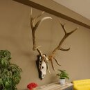 Maral Hirsch Wapiti ung. 14 ender Geweih Höhe 136 cm geschnitztem Trophäenschild 70.2.7