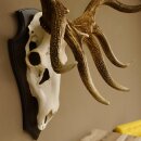 Maral Hirsch Wapiti ung. 14 ender Geweih Höhe 136 cm geschnitztem Trophäenschild 70.2.7