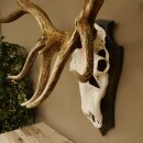 Maral Hirsch Wapiti ung. 14 ender Geweih Höhe 136 cm geschnitztem Trophäenschild 70.2.7