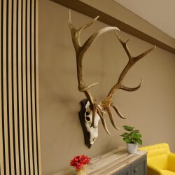 Maral Hirsch Wapiti ung. 14 ender Geweih Höhe 136 cm geschnitztem Trophäenschild 70.2.7
