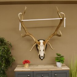 Maral Hirsch Wapiti ung. 14 ender Geweih Höhe 136 cm geschnitztem Trophäenschild 70.2.7
