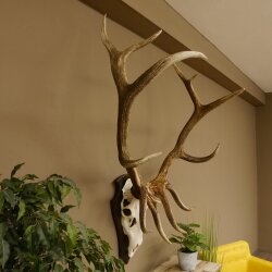 Maral Hirsch Wapiti ung. 14 ender Geweih Höhe 136 cm geschnitztem Trophäenschild 70.2.7