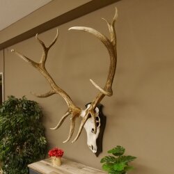 Maral Hirsch Wapiti ung. 14 ender Geweih Höhe 136 cm geschnitztem Trophäenschild 70.2.7