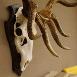 Maral Hirsch Wapiti ung. 14 ender Geweih Höhe 136 cm geschnitztem Trophäenschild 70.2.7
