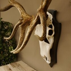 Maral Hirsch Wapiti ung. 14 ender Geweih Höhe 136 cm geschnitztem Trophäenschild 70.2.7