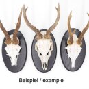 Trophäenschild Oval AF 21 x 12 cm Reh Schild wahlweise in hell oder dunkel