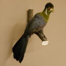 Turako (Bananenfresser) Vogel Präparat taxidermy mit...
