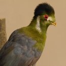 Turako (Bananenfresser) Vogel Präparat taxidermy mit Genehmigung 90.331.2