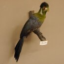 Turako (Bananenfresser) Vogel Präparat taxidermy mit Genehmigung 90.331.2