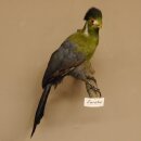Turako (Bananenfresser) Vogel Präparat taxidermy mit Genehmigung 90.331.2